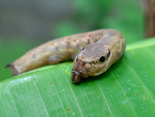Dark brown caterpillars hang on green banana leaves on a blurred background. 
