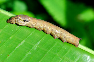 Dark brown caterpillars hang on green banana leaves on a blurred background. 