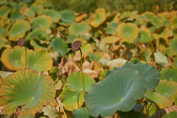 South Korea, attractions, architecture and parks of Suwon City