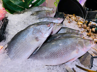 Side-view photography of the fresh Giant Seaperch fish on ice. Street seafood in Asia spiny Asian seabass, barramundi, giant seaperch, silver seaperch fish at the seafood market in Bangkok, Thailand.