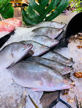 Side-view photography of the fresh Giant Seaperch fish on ice. Street seafood in Asia spiny Asian seabass, barramundi, giant seaperch, silver seaperch fish at the seafood market in Bangkok, Thailand.