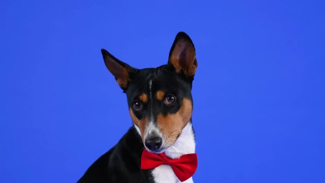 Charming basenji in a red bow tie sits in the studio on a blue background. Close up frontal portrait of a dog. Slow motion.