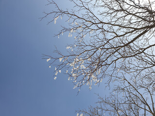 Snow-covered trees and blue skies