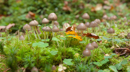 small mushrooms grown up inside a forest in Dolomites (Italy)