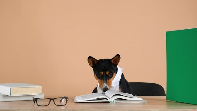 Basenji, wearing a collar and a striped tie, sits at a work table, on which are books and glasses. Training or education concept. Business. Slow motion. Close up.