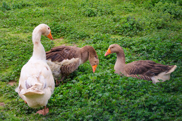 View of a gathering of three geese in the middle of the meadow. It seems that relationship is affable.