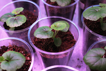 pelargonium seedlings of flowers in a pot on the windowsill