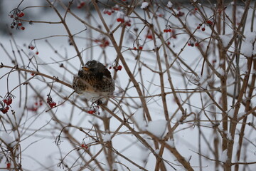 Kwiczoł zimą - Turdus pilaris © Tomasz