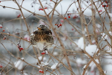 Kwiczoł zimą - Turdus pilaris © Tomasz