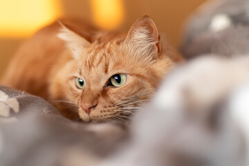 じっと見る猫　茶トラ猫