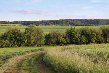 Obraz premium Dirt country road in rural Germany with a line of trees growing and the village of Potzbach in the background on a warm spring day.