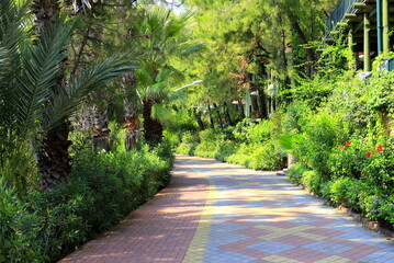 Summer city street, resort town, a beautiful bike path in the park among exotic palms and trees. Summer, spring vacation, Turkey, Marmaris.