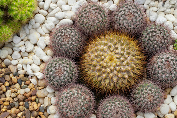 BEAUTIFUL CACTUS 