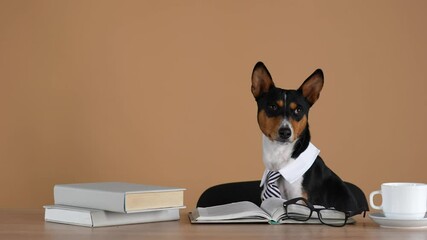 Basenji in a collar and tie sits at a table with glasses, books and a cup of tea. The African bush dog is educated from home during quarantine. Social distancing. Stay at home. Slow motion. Close up.