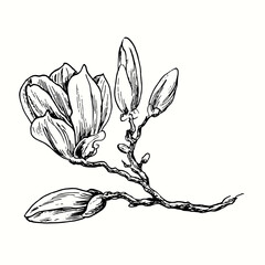 Hand drawn magnolia branch with flower. Ink black and white drawing. Vector illustration. © Artinblackink