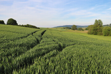 Obraz premium Green fields in rural Germany near the village of Potzbach on a spring day.