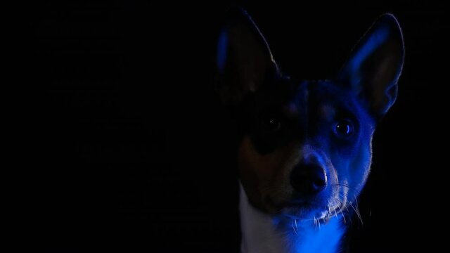 Portrait of Basengji in the studio on a black background in blue neon light. The pet looks away and shakes its head. Close up of a dog's muzzle. Silhouette. Slow motion.