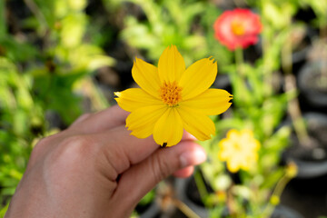Hands holding yellow cosmos flower in the garden.