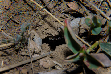 Soft focused macro shot of black ant going out of anthill hole on ground. Springtime and wildlife insects concept.