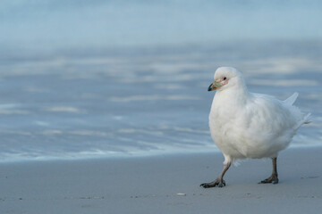 The Snowy sheathbill (Chionis albus)