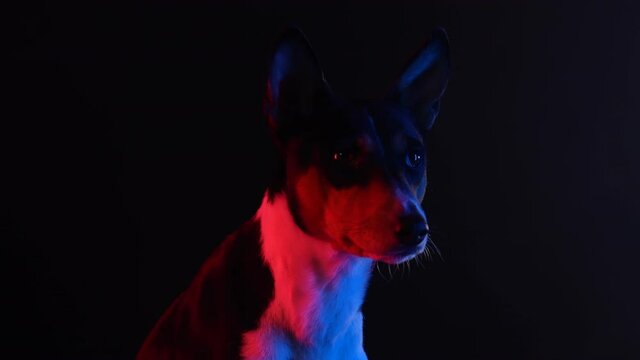 Basenji sits in a dark studio against a black background in red neon light. The pet looks forward. Close up of a dog's muzzle. Slow motion.