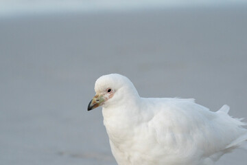 The Snowy sheathbill (Chionis albus)
