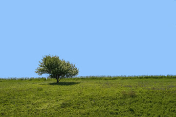 Fototapeta na wymiar landscape with a lonely tree on a green hill and a blue sky