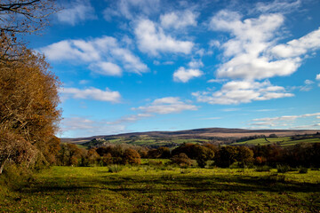 Fototapeta premium autumn landscape with trees
