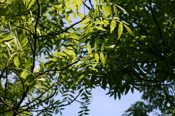 green leaves on the tree