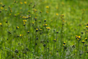 field of yellow flowers in late summer