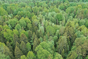 forest top view, landscape panorama view of summer forest with quadrocopter aerial view