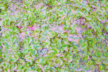 BEAUTIFUL FLOWER  BACKGROUND