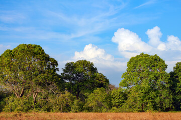 Obraz premium Tropical green trees on a background of blue sky with clouds