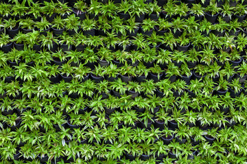 GREEN PLANTS BACKGROUND 