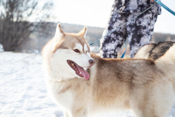 Pet animal friend sled dog husky breed redhead walks on a leash with a human owner outdoors in the snow in winter in cold weather