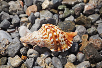 A sea shell at a beach