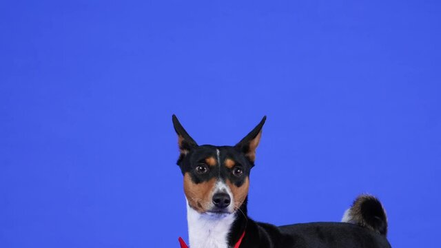 Basenji in a red bow tie in the studio on a blue background. The pet, with its head up, watches the stick on a string, then leaves. Slow motion. Close up.