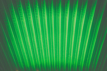  leaf background AND BEAUTIFUL BACKGROUND