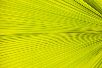 leaf background AND BEAUTIFUL BACKGROUND