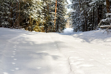 Snowy trail path in the winter coniferous forest.Cold winter snowy morning