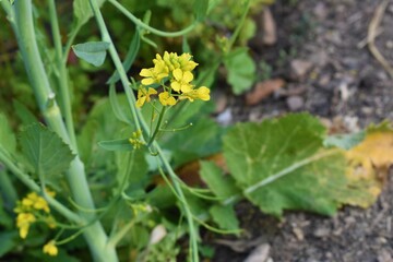 yellow mustard flower closeup background