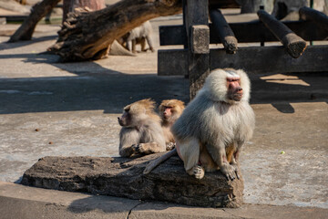 Close view of baboons in a zoo.