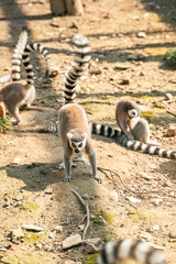 A group of Ring-tailed lemurs  in a zoo.