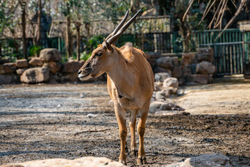 Close view of a male african antelope in a zoo.