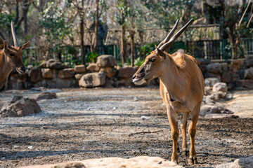 Close view of a male african antelope in a zoo.