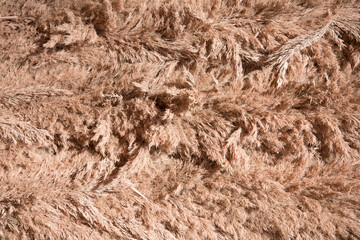 the texture of dried reeds for flower arranging