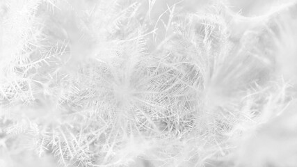White nature background. Subtle fluffy feathery texture of Mammillaria plumosa cactus spines, soft...