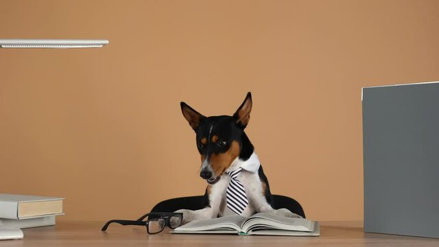 Basenji, wearing a collar and a striped tie, sits with his front paws on a work table, next to glasses and reads a book. Education and business concept. Slow motion. Close up.