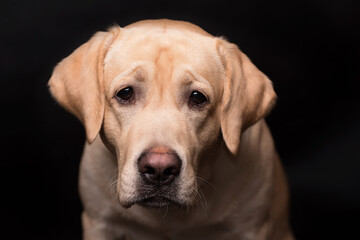 Fototapeta na wymiar Labrador retriever dog isolated on a black background