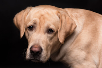 Labrador retriever dog isolated on a black background